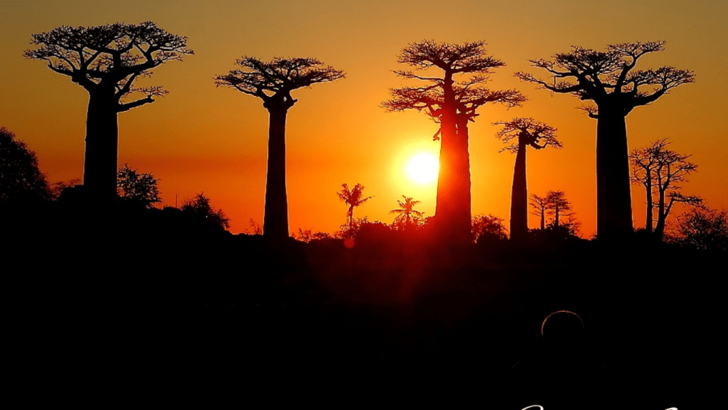 Baobab sunset