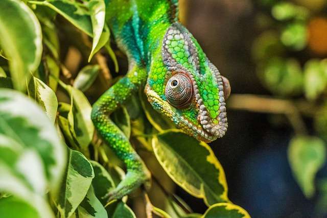 camaleon