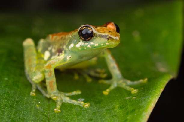 A closeup shot of a Leaf Frog in Andasibe, Madagascar