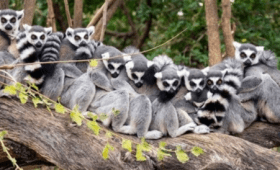 Madagascar Travel Guide