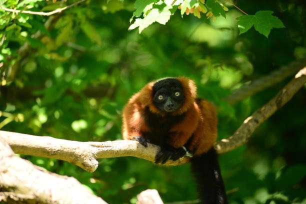 Primate in a tree looking at the camera.